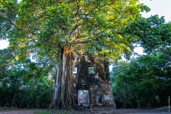 Ruínas Secretas na Mata Atlântica: Segredo da Paraíba Ruínas Secretas na Mata Atlântica: Segredo da Paraíba
