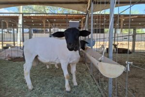 Sousa: 1ª Feira Agropecuária Começa com Foco em Negócios e Mulheres do Agro